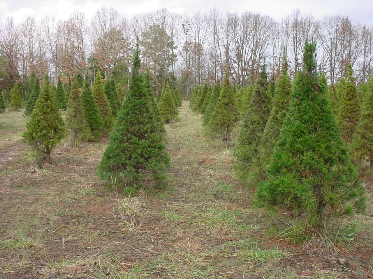 Virginia pine rows at Ward Grove.