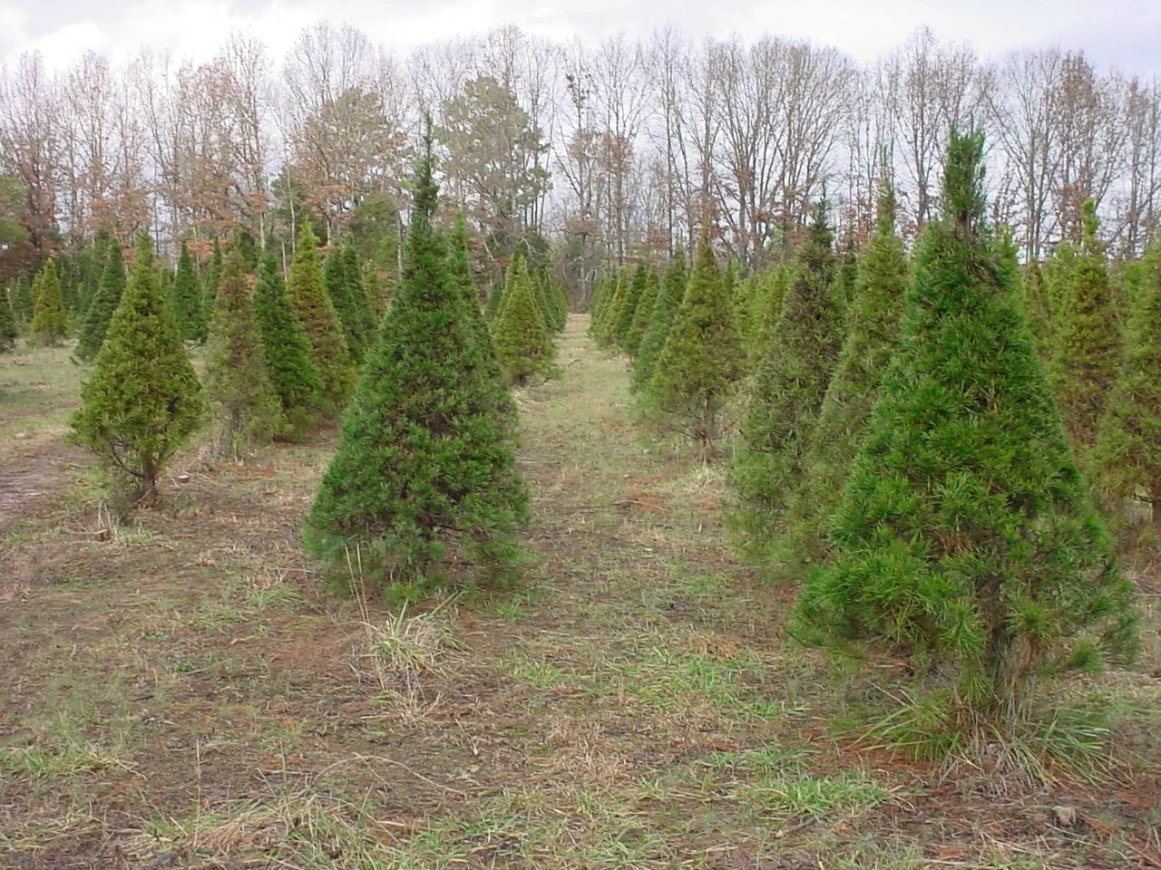 Virginia pine rows at Ward Grove.