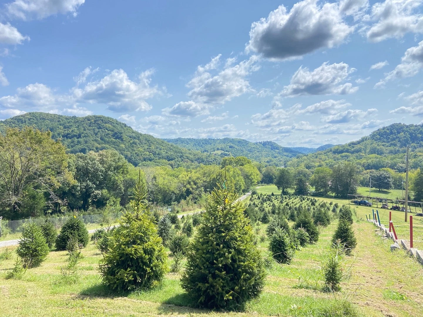 Tree fields and surrounding hills at Wildwood.