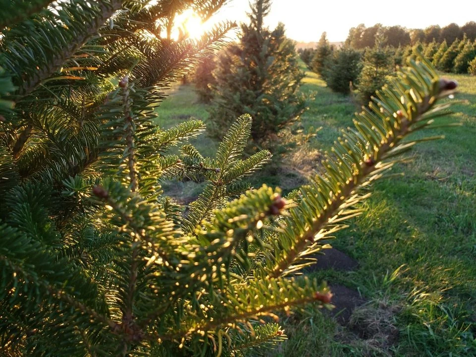 Sunlit evergreen branches and tree rows at T&S Christmas Tree Farm