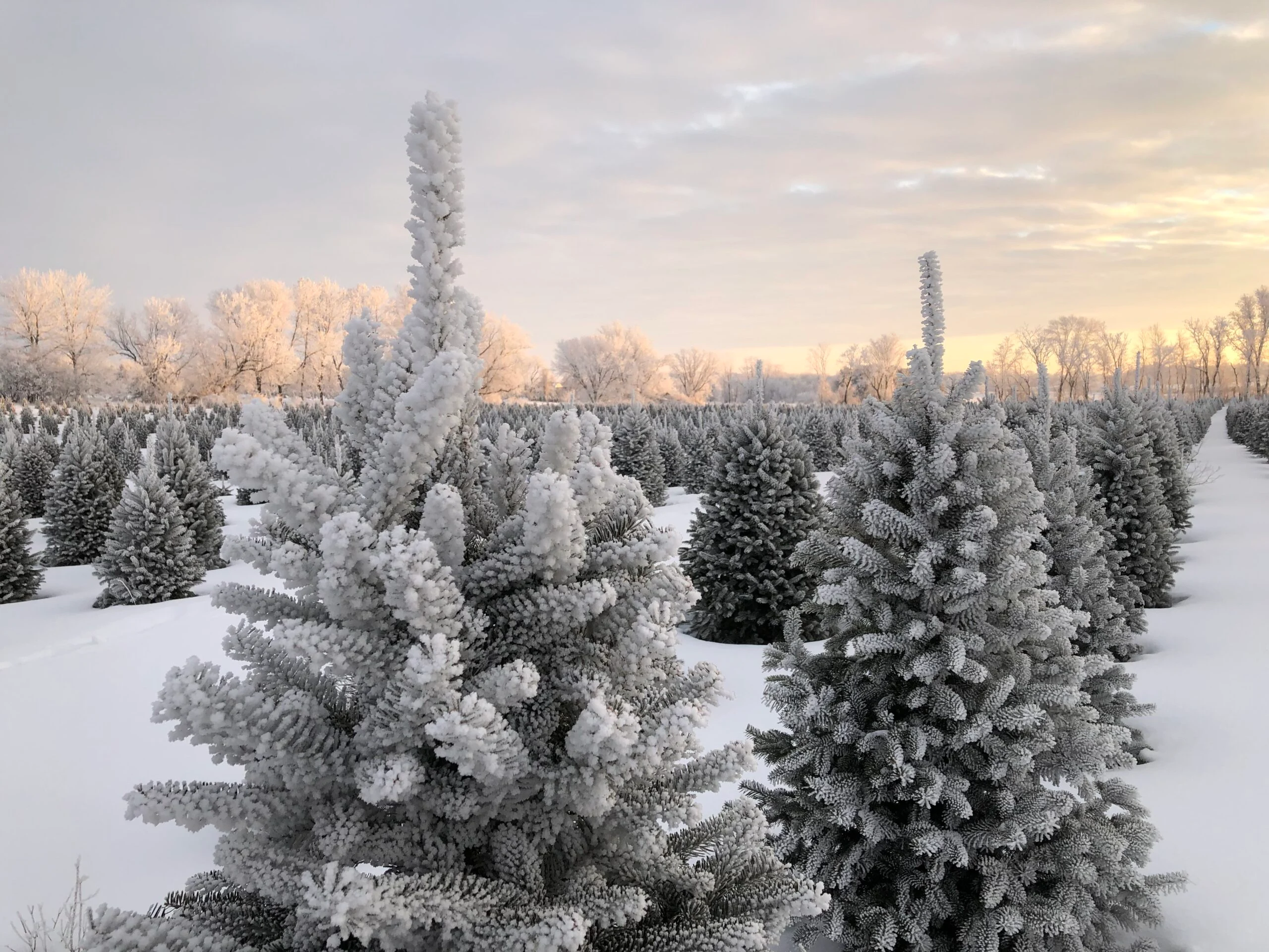 Snow-covered evergreen trees at Turck’s Trees