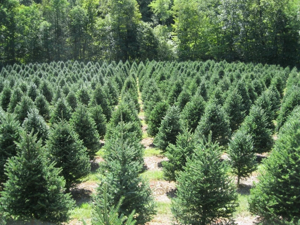 Fir trees in Aldrich’s planting.