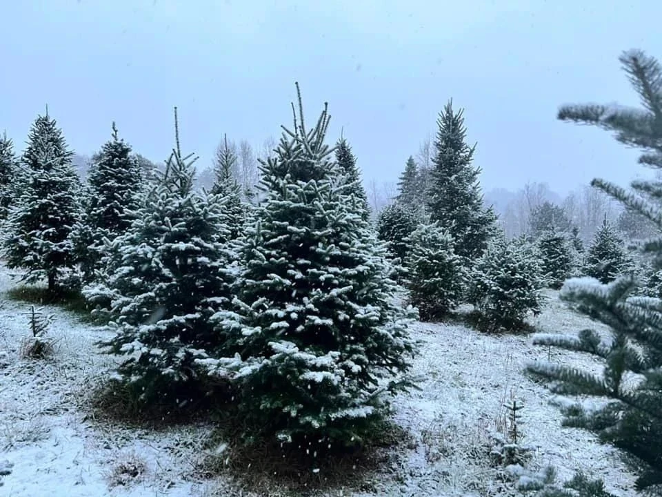 Snowy trees at Bakersfield Tree Farm.