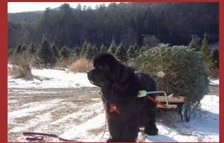 A dog beside a Christmas tree cart.