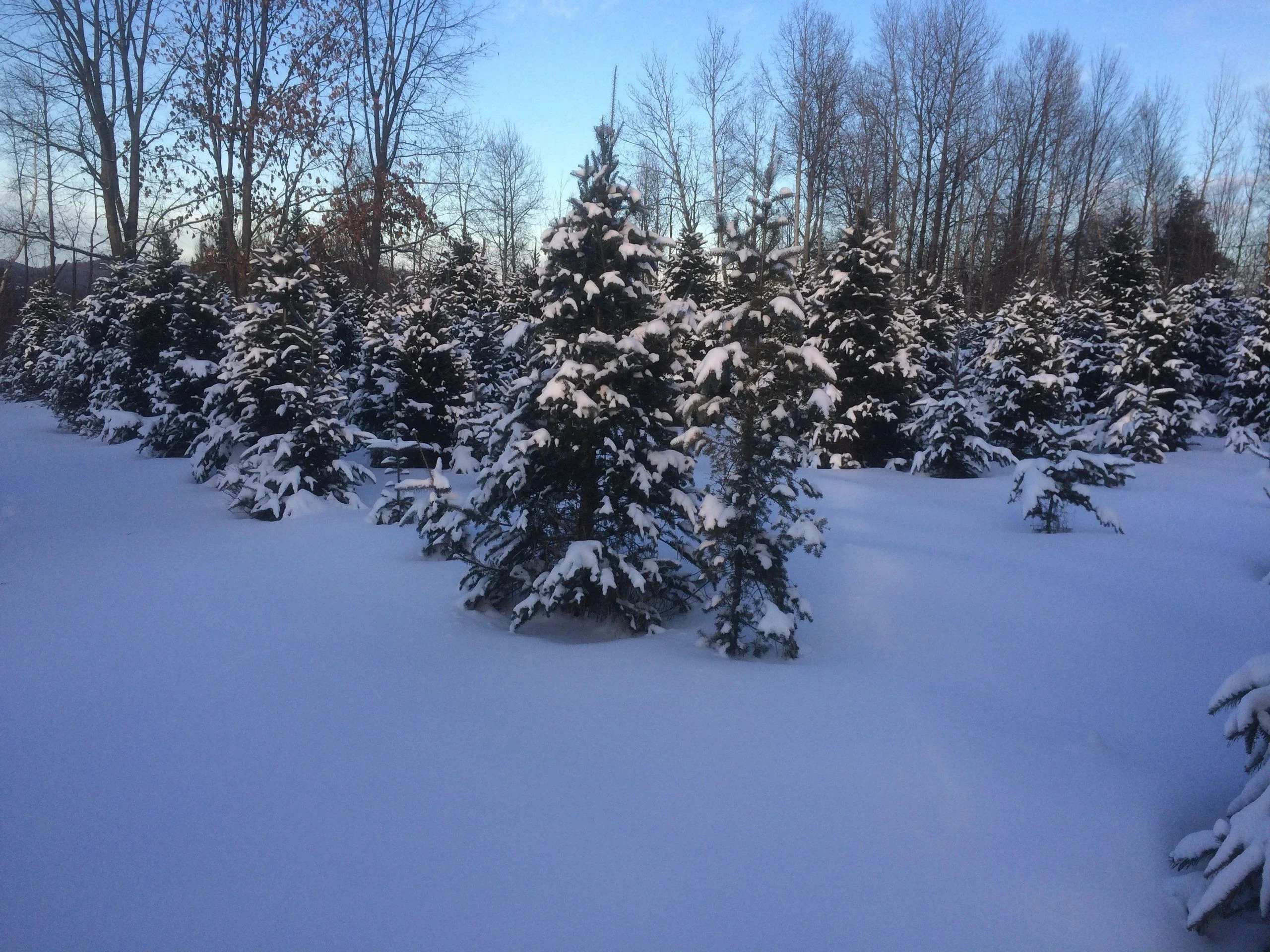 Snow-covered trees at the Brownington plantation.