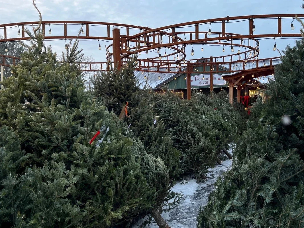 Precut trees at Claussen’s greenhouse.