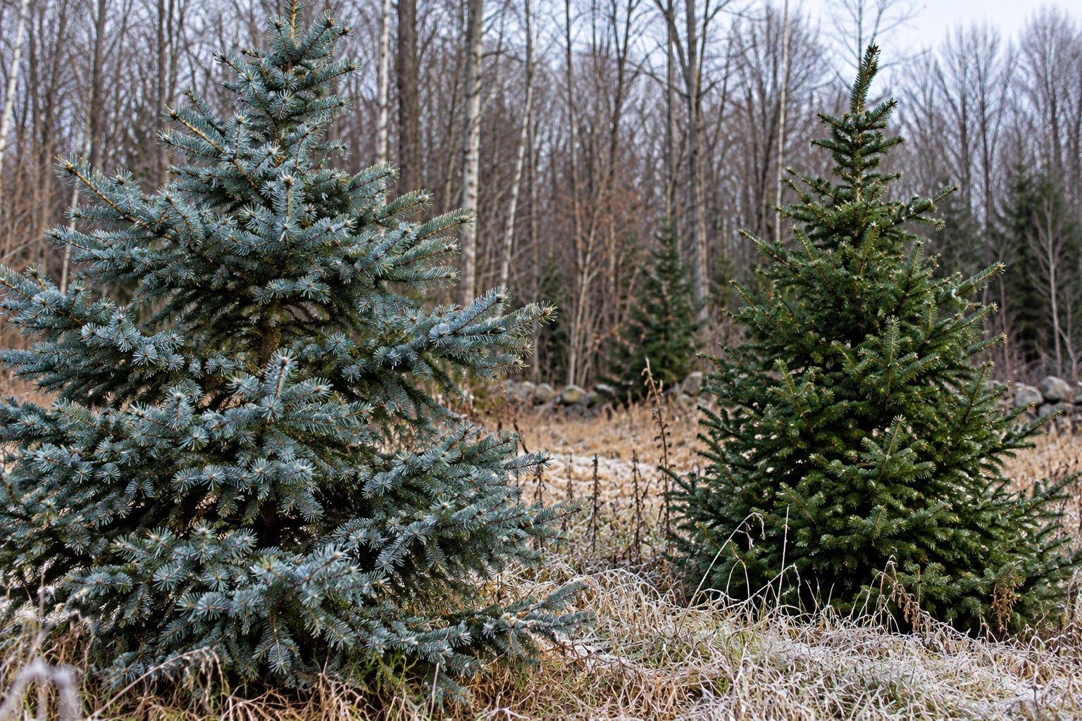 Blue spruce and fir at the edge of a tree field.