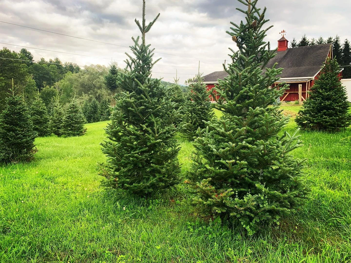 Trees at JAC Frost Family Tree Farm.