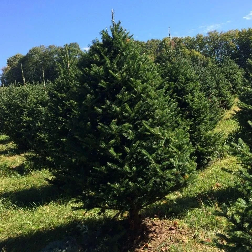 A fir tree at Maple Hill Farm.