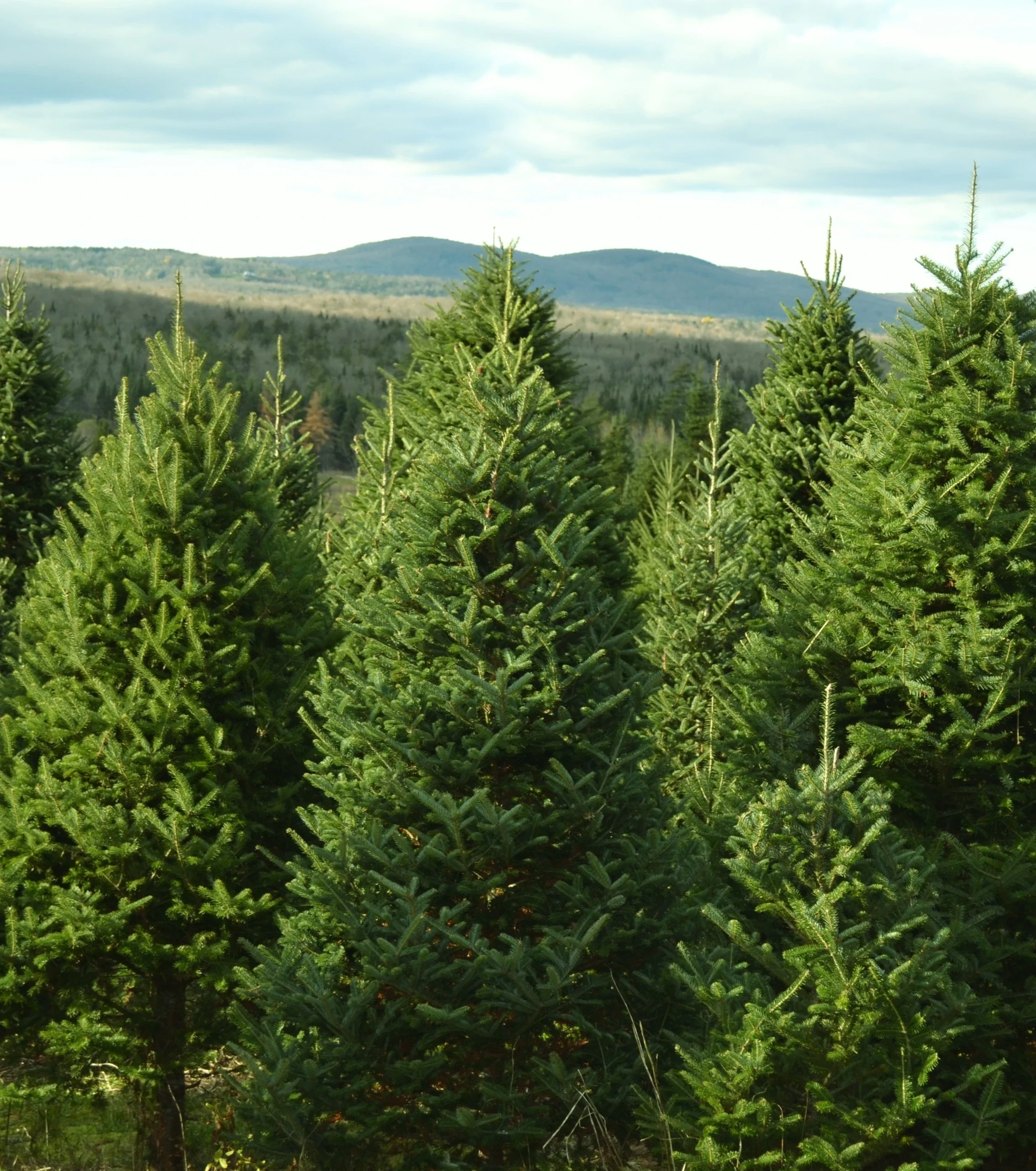 Evergreens in the Moffatt tree field.