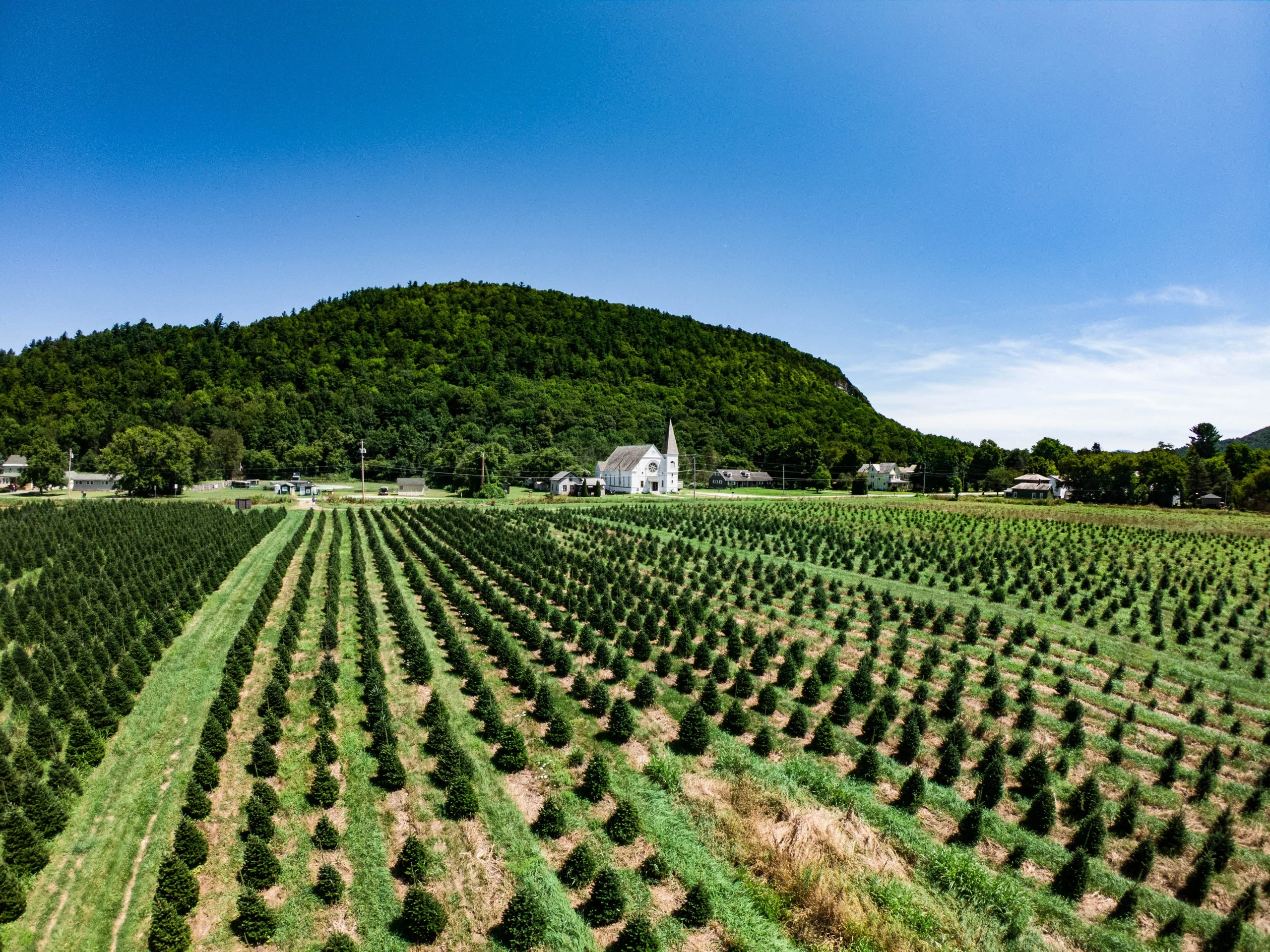 Tree rows in the North Pownal plantation.