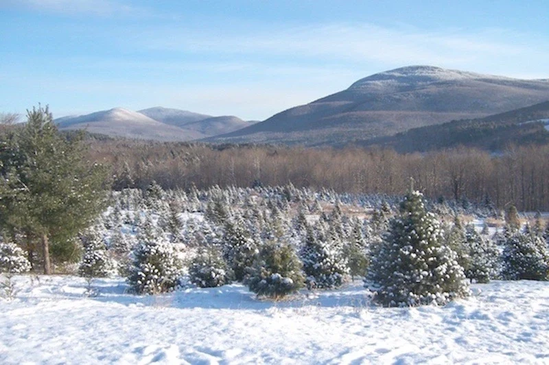 Winter tree rows at Northern Vermont Llama Co.