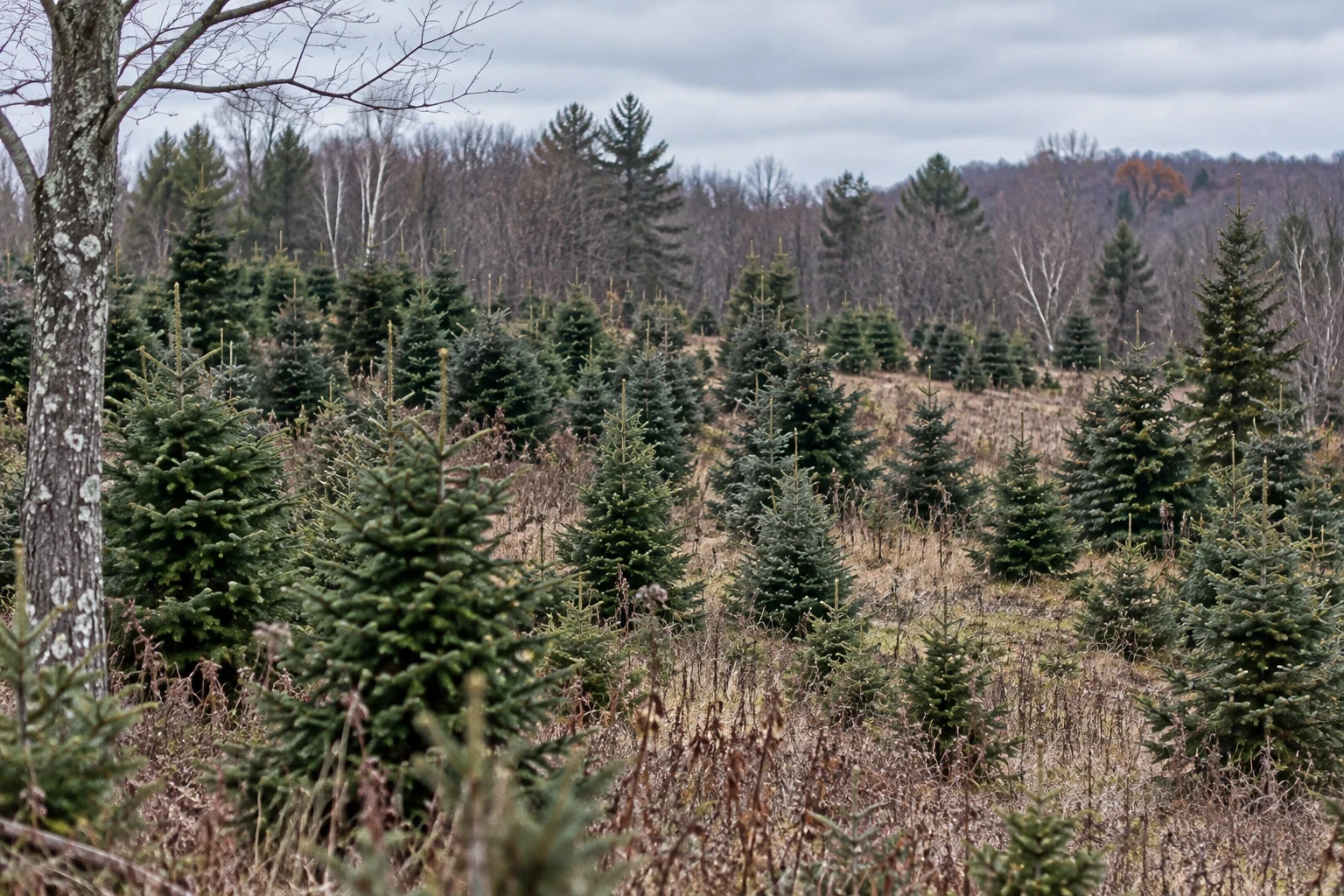 Fir trees of different sizes in a late-autumn planting.