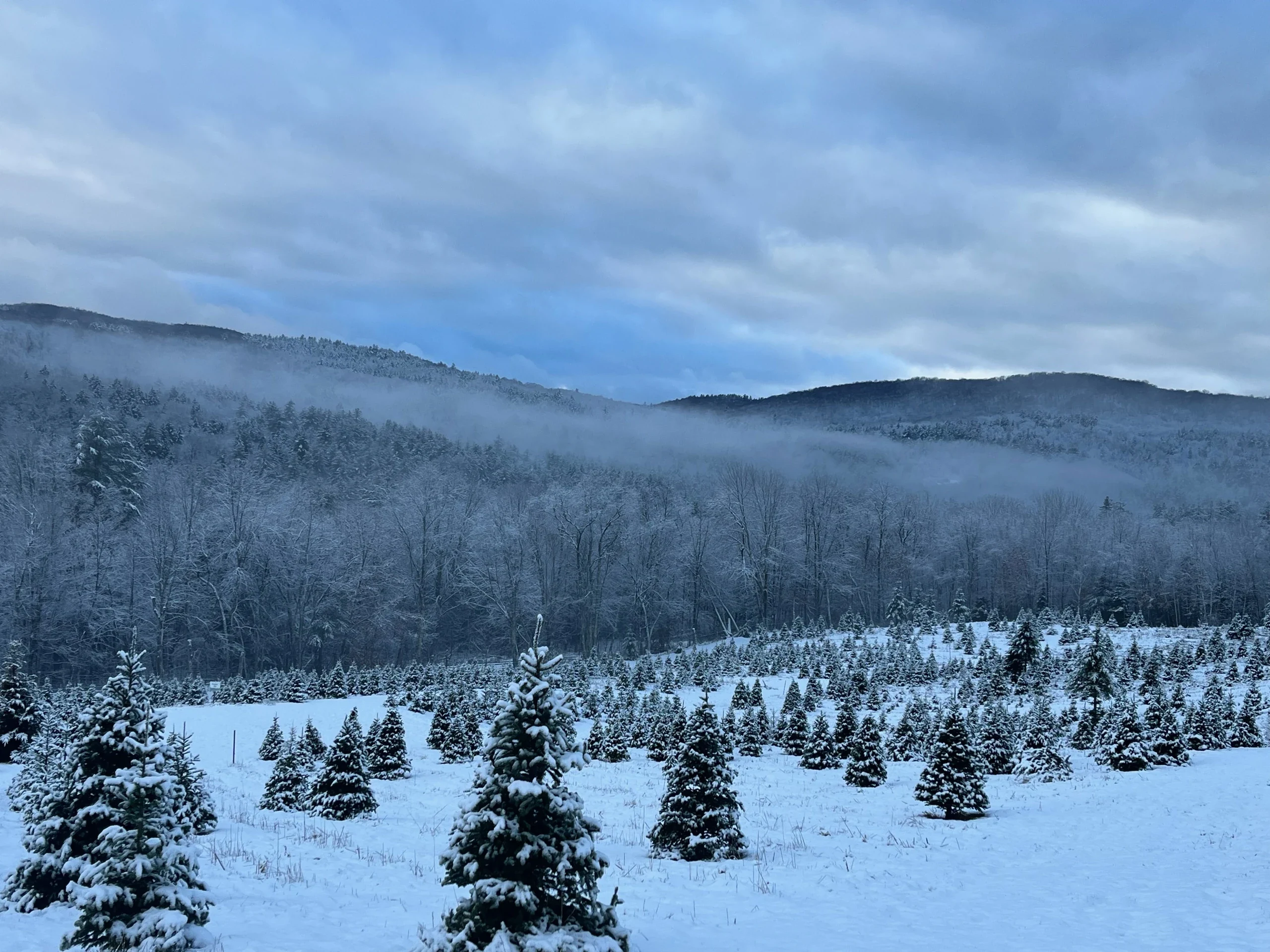 Snowy rows at Paxton Meadow Farm.
