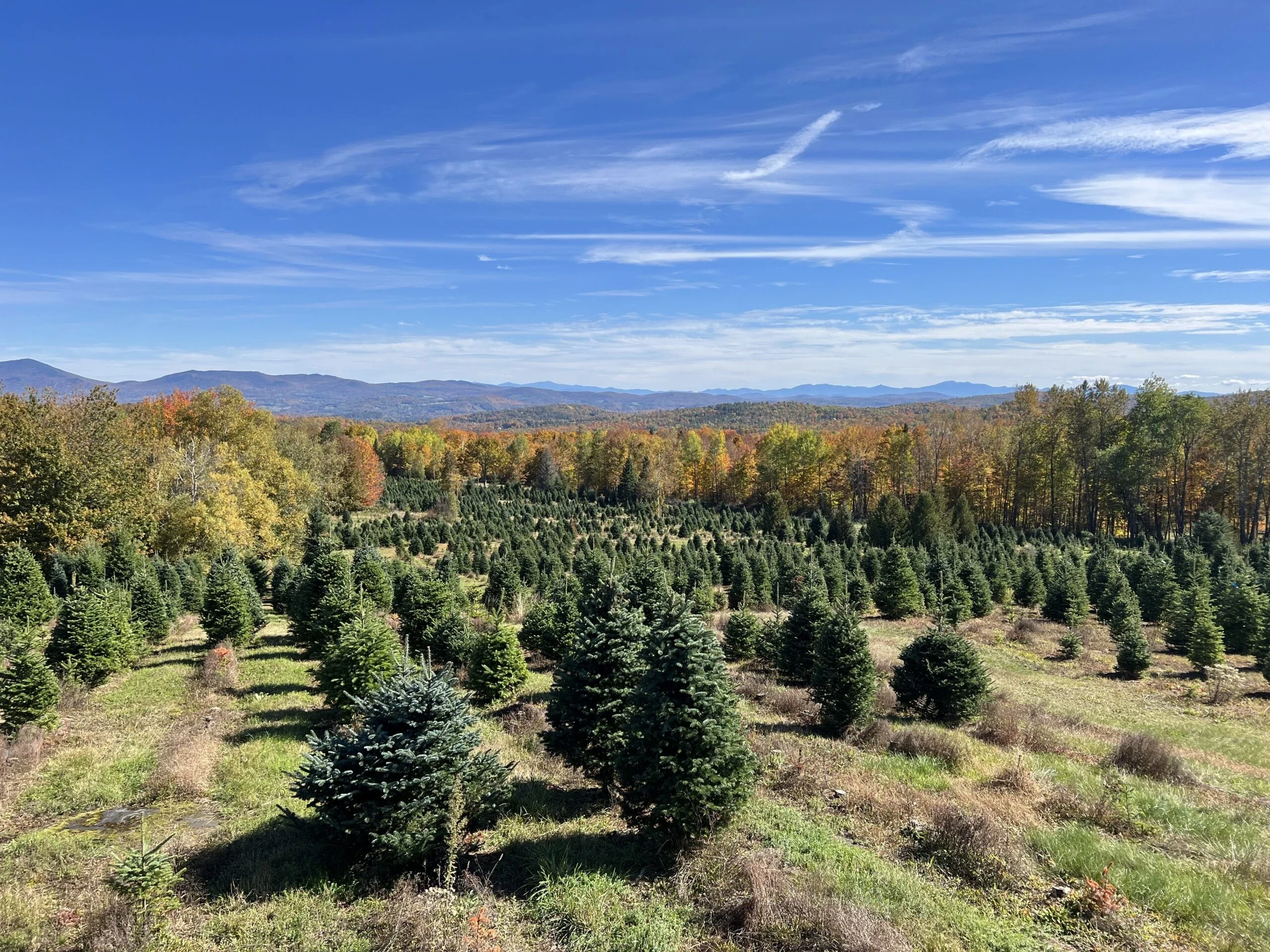 The balsam-fir planting at Pineberry Farm.