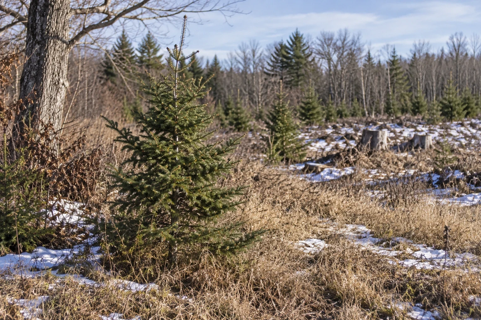 A balsam fir beside an irregular tree planting.