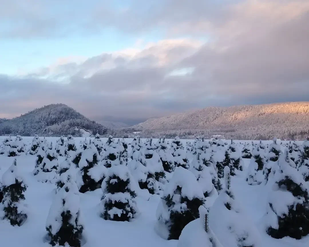 Snow-dusted tree fields at Russell Farm.