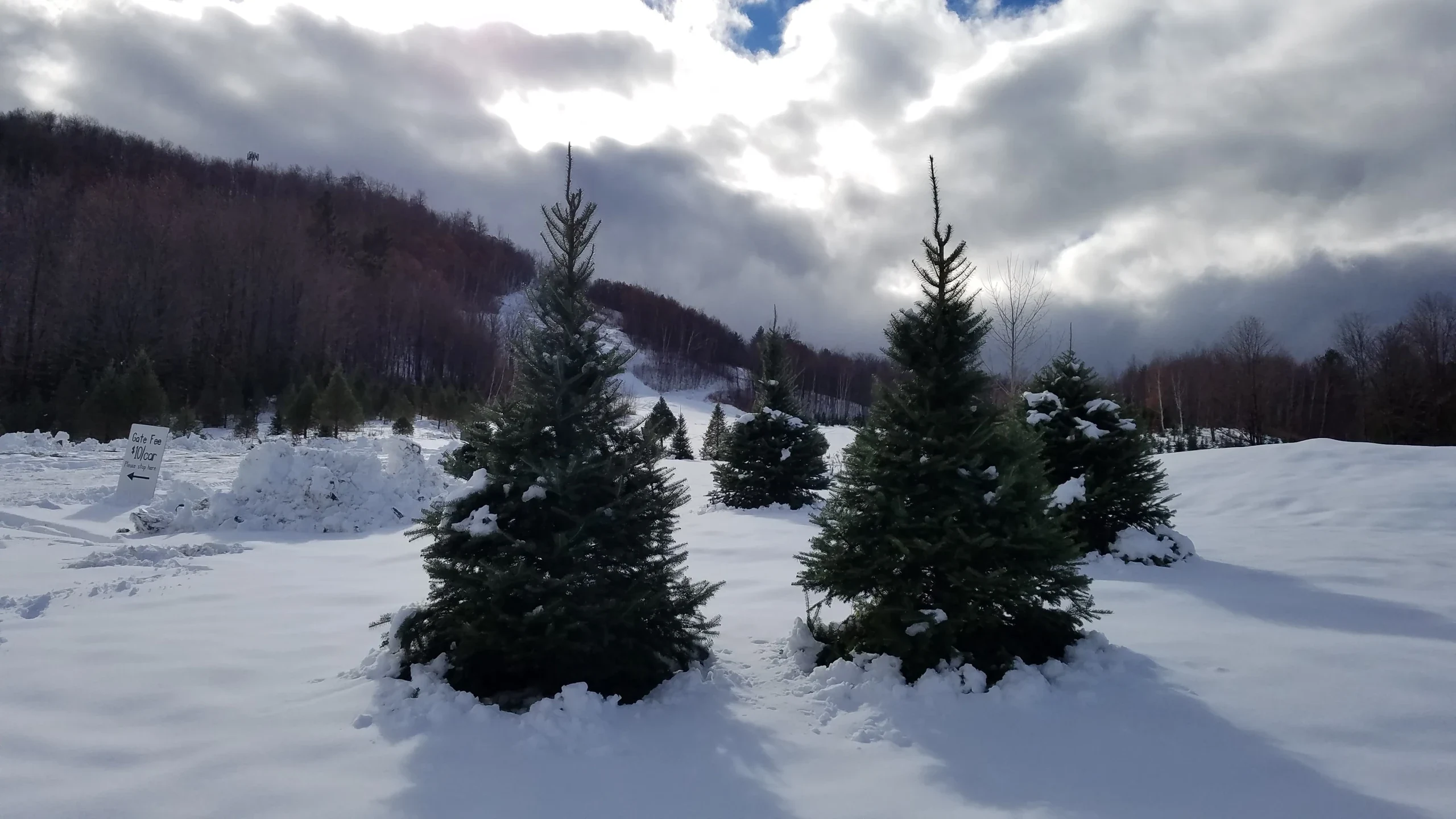 Snow across Sharp Park’s fir planting.