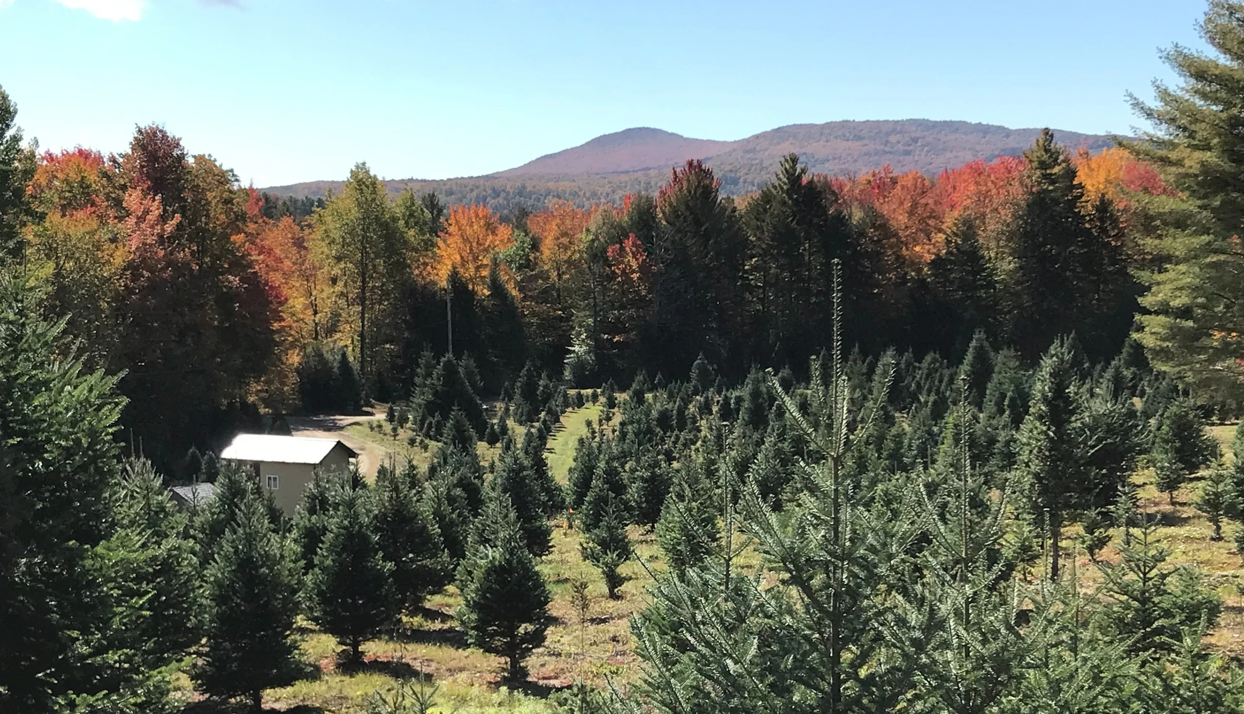 Tree fields at Sinclair Family Tree Farm.