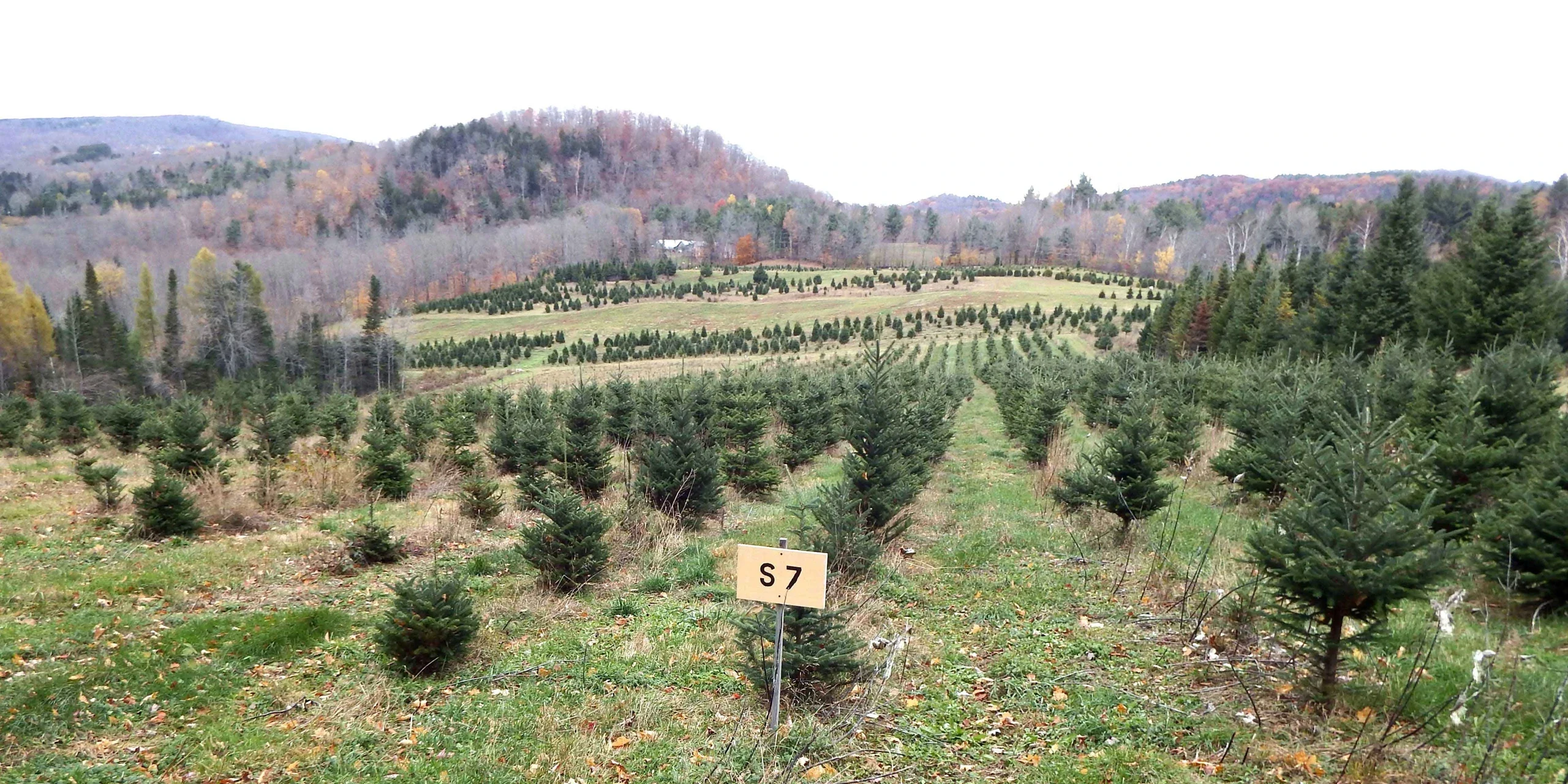 Tree rows across Stowell’s Brookfield hillside.