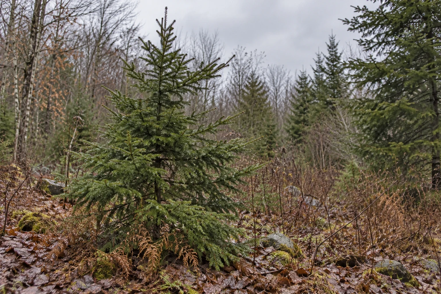 An open, naturally shaped fir in a woodland clearing.