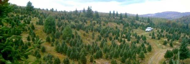 A broad view across Tester’s tree fields.