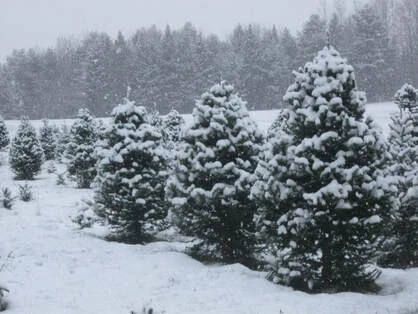 Snowy trees at Urie Tree Farm.