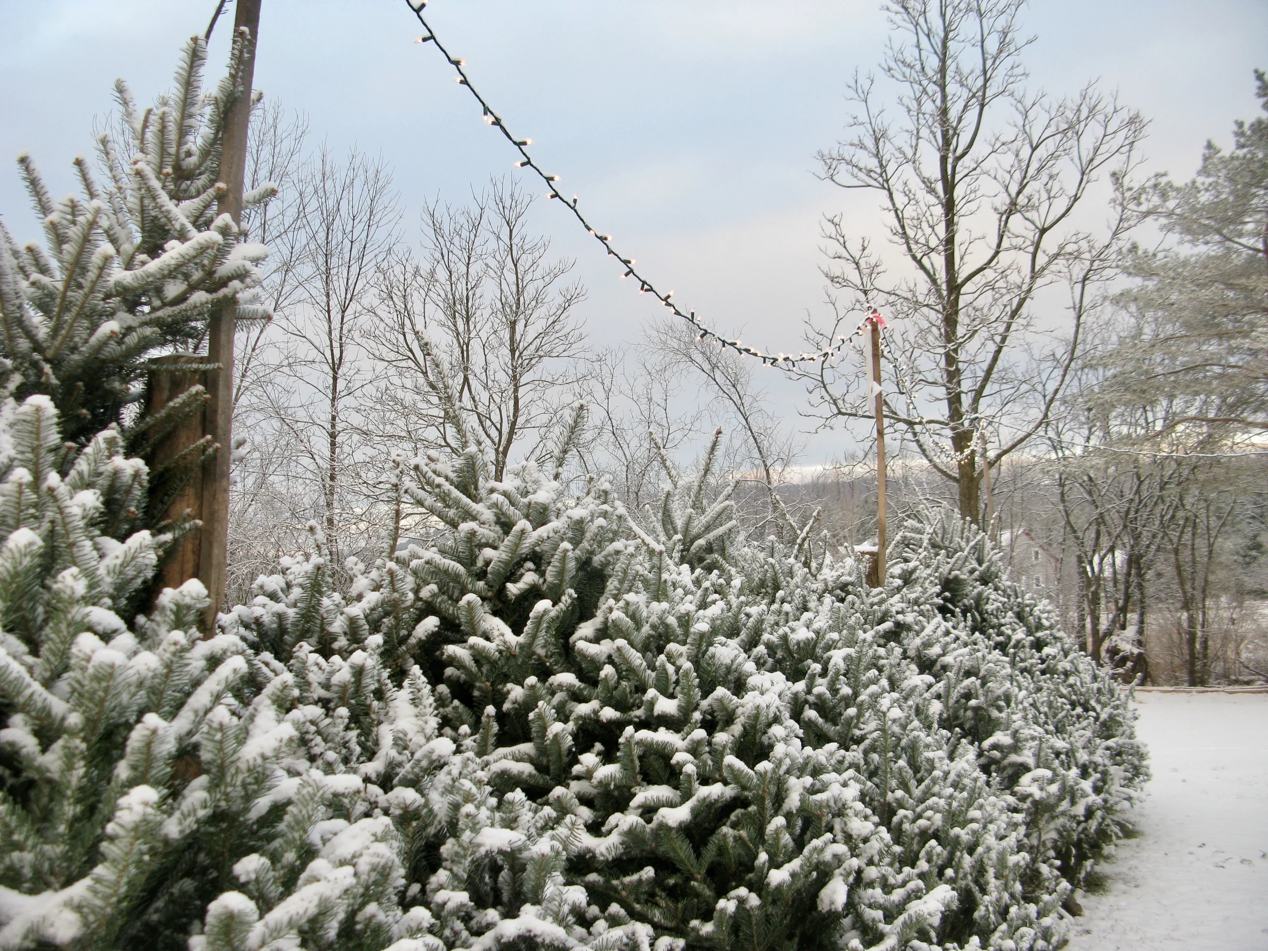Snow-dusted evergreens at Werner Tree Farm.