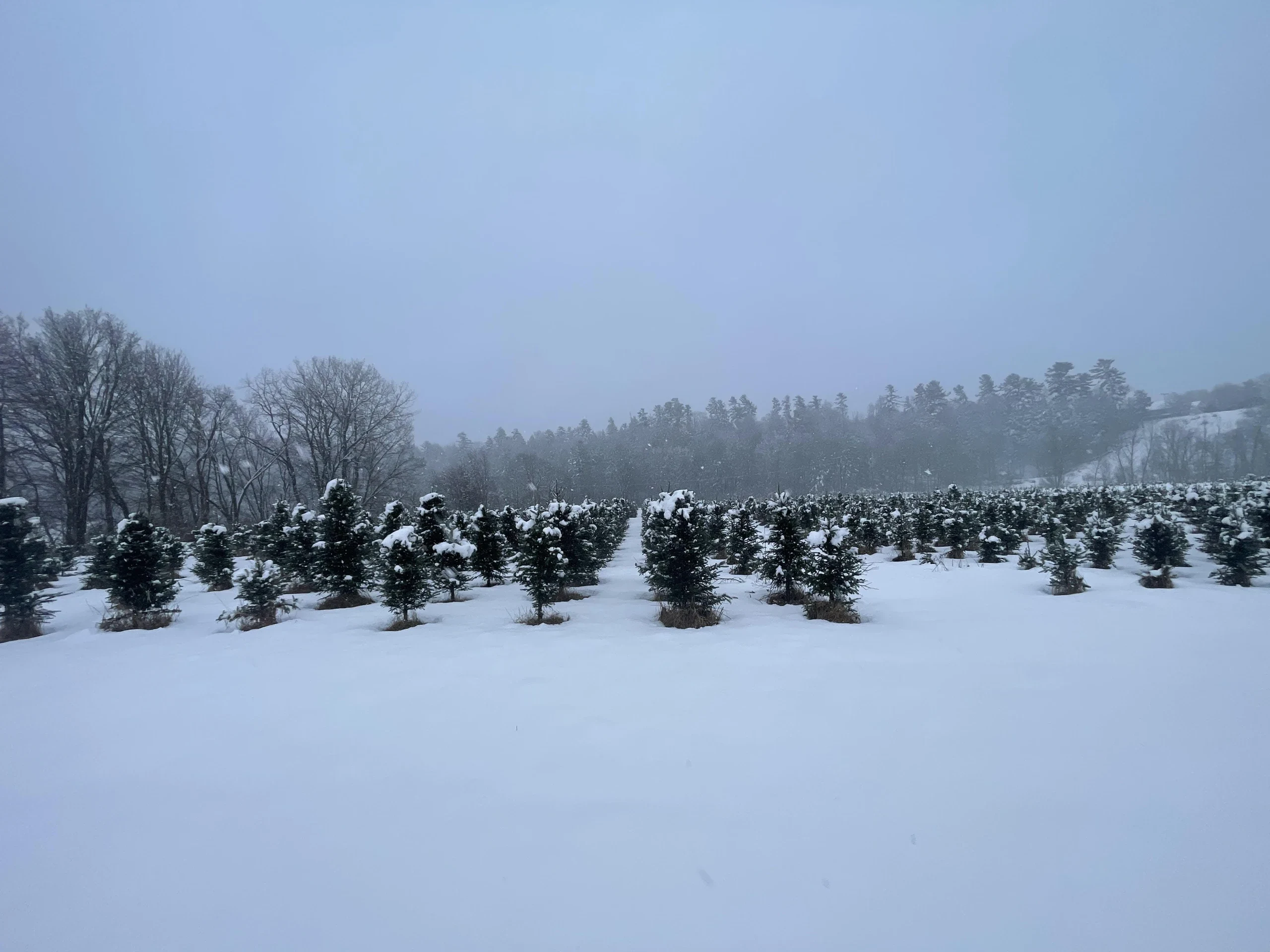 Snowy fir rows at Whitcomb’s tree planting.