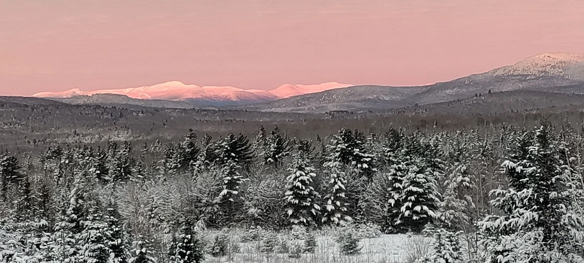 Winter light across the natural tree planting.