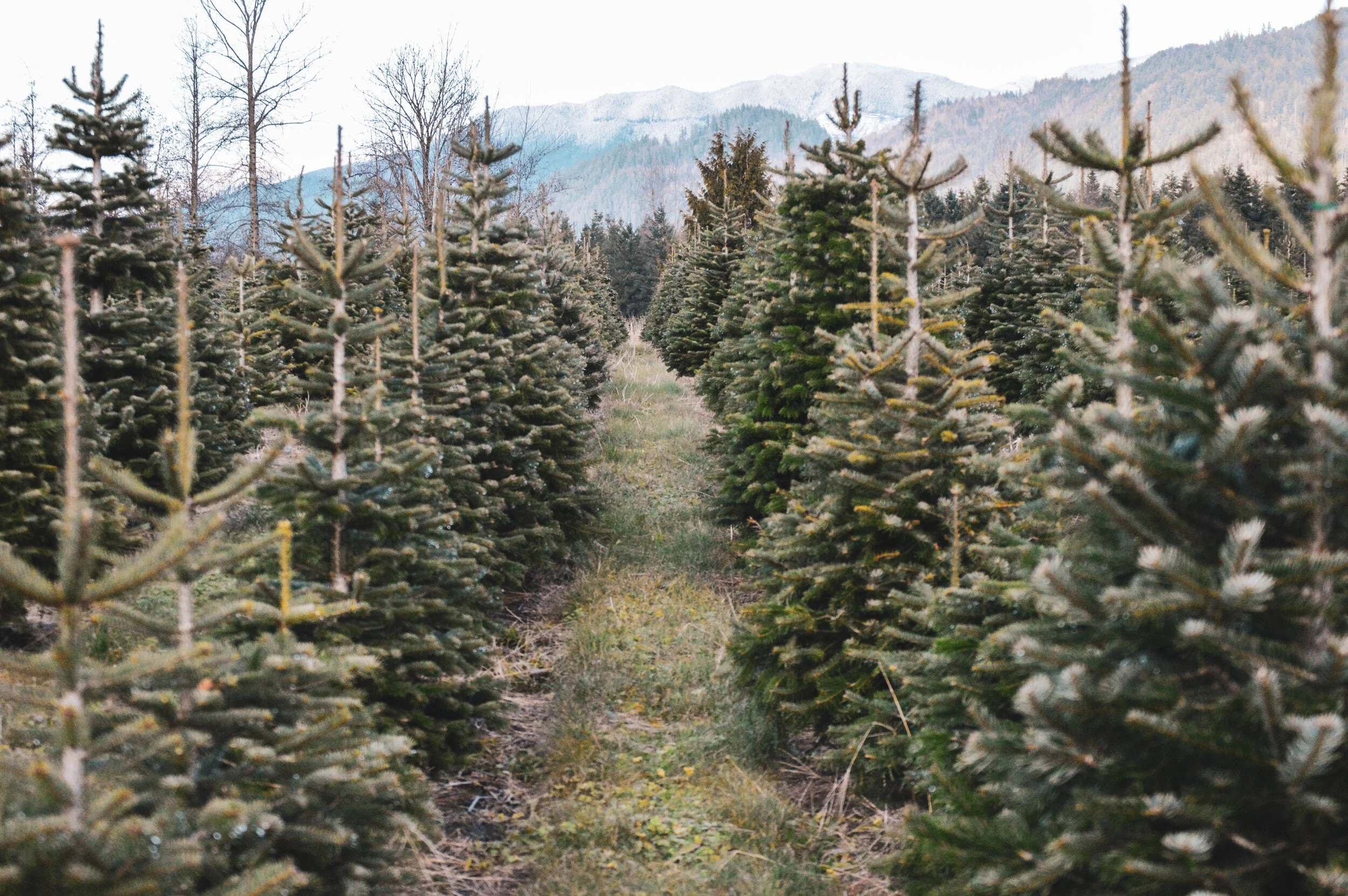 Christmas trees at Alpine Meadows with the hills beyond.