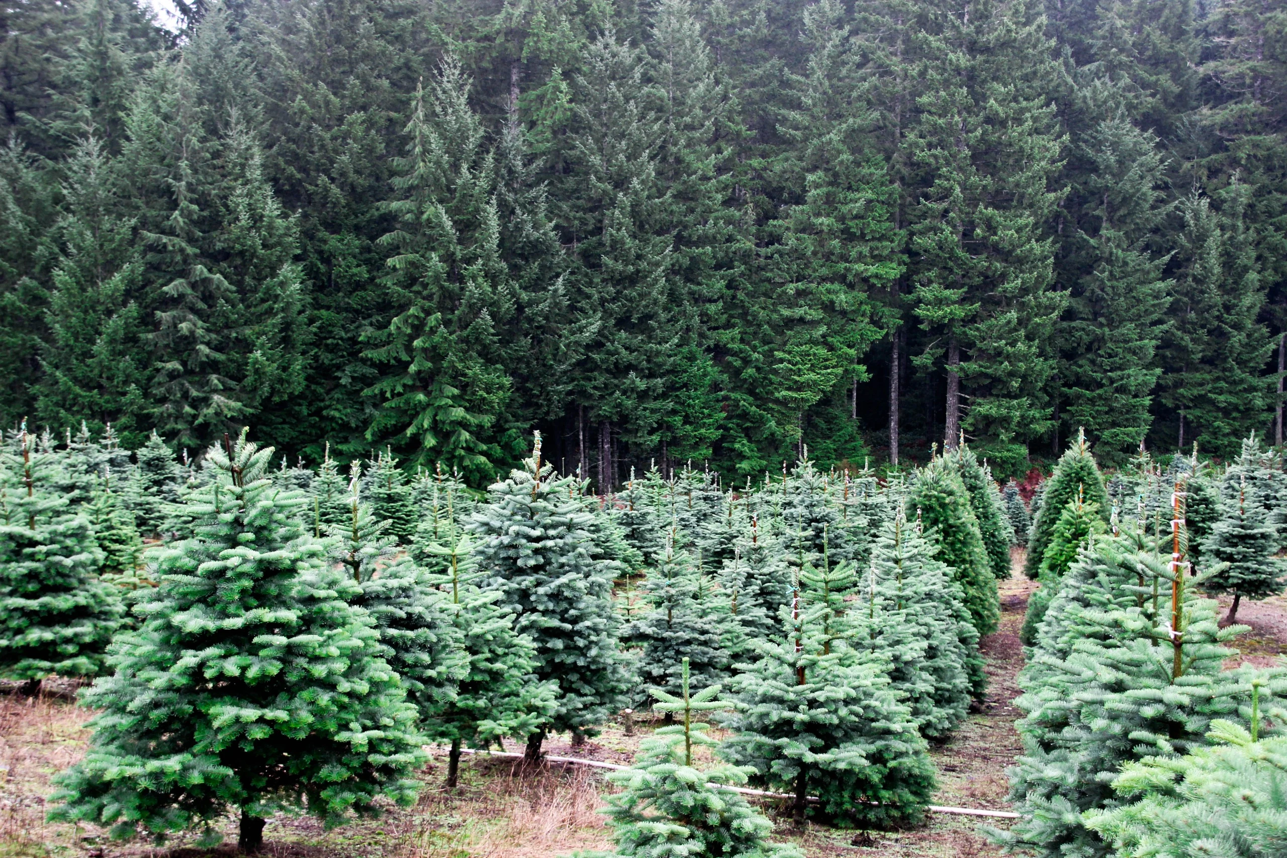 Rows of fir trees at Bacon’s Christmas Tree Farm.
