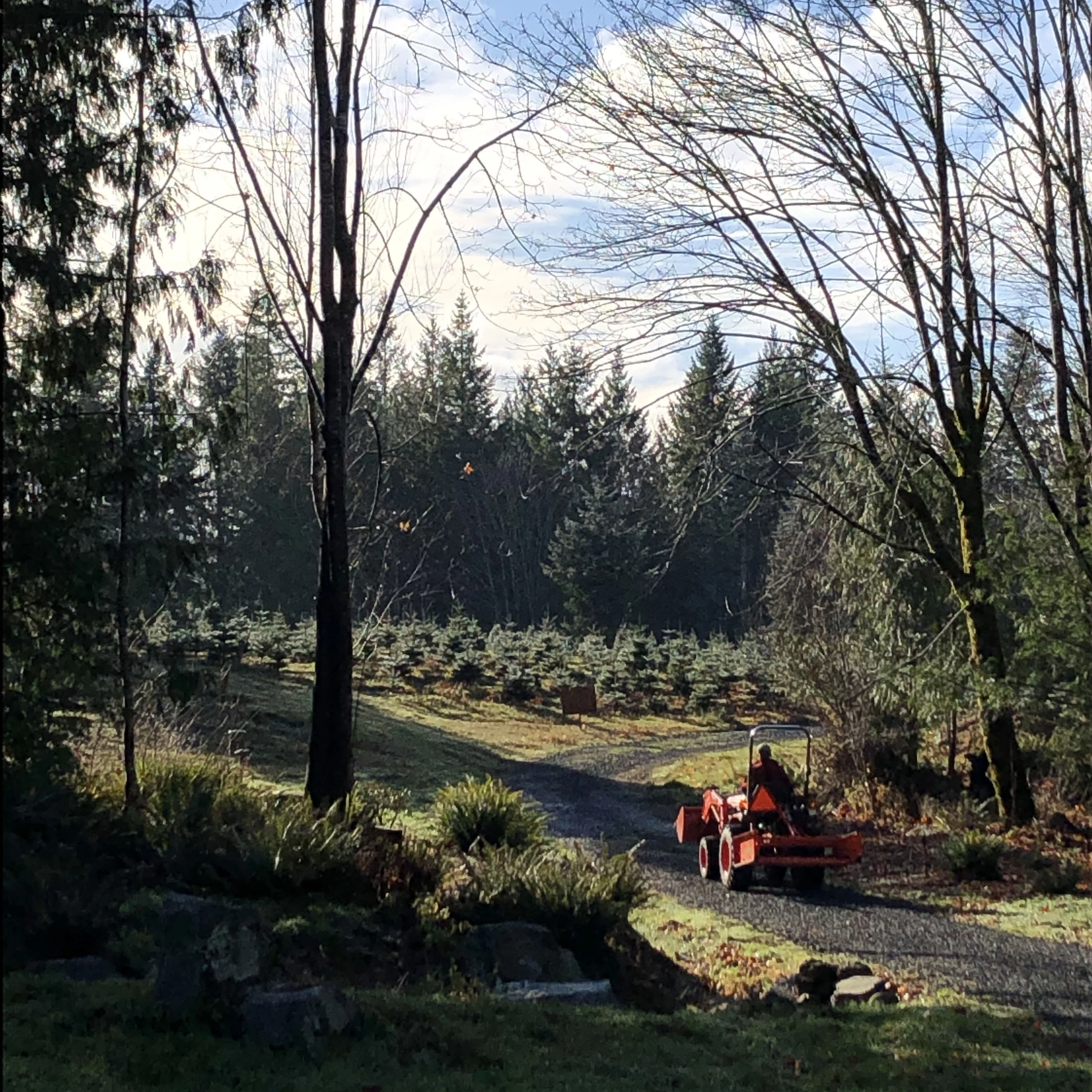 The meadow and wooded tree-farm setting at Bolender’s.
