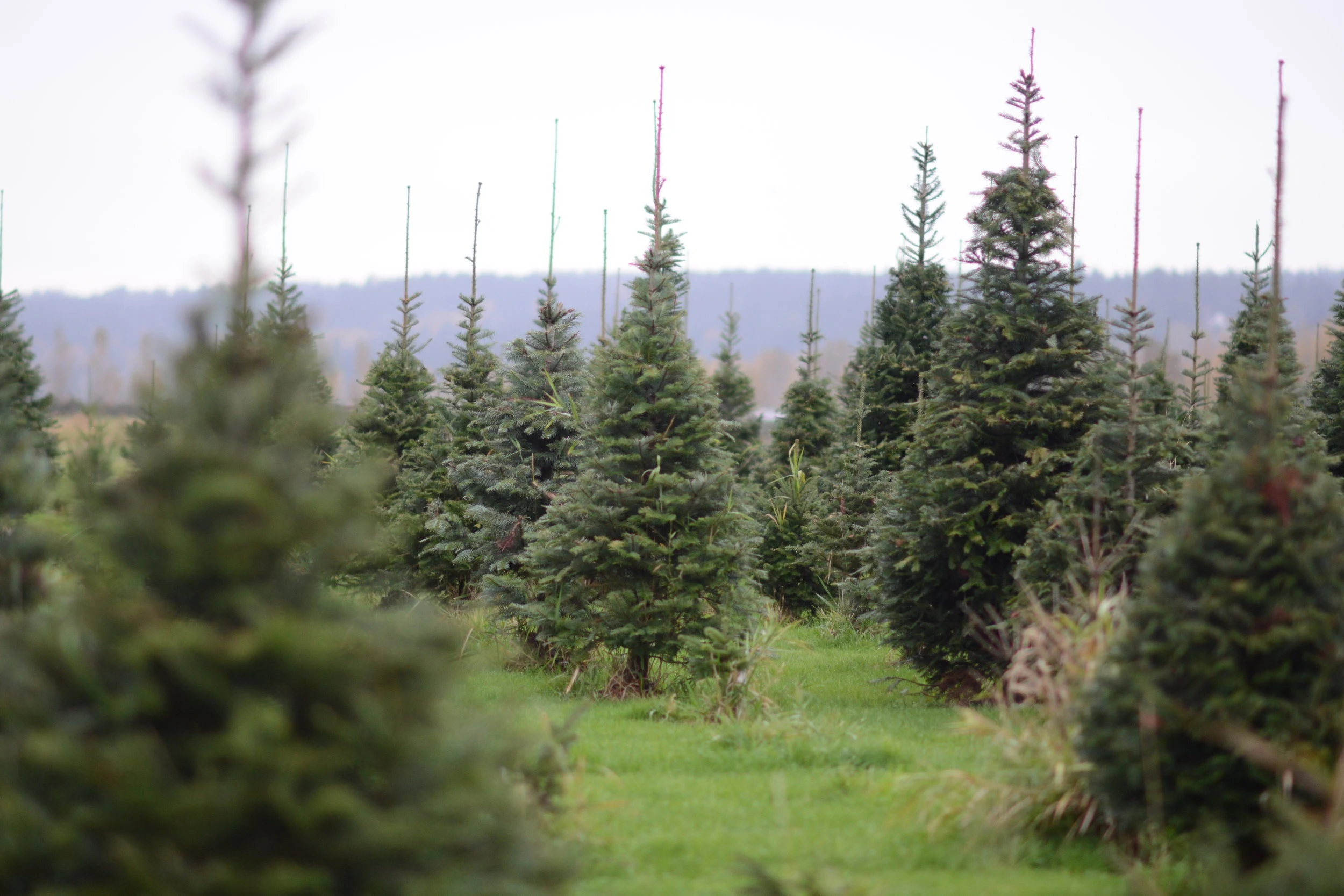 Rows of Christmas trees at Buttonwood Farm.