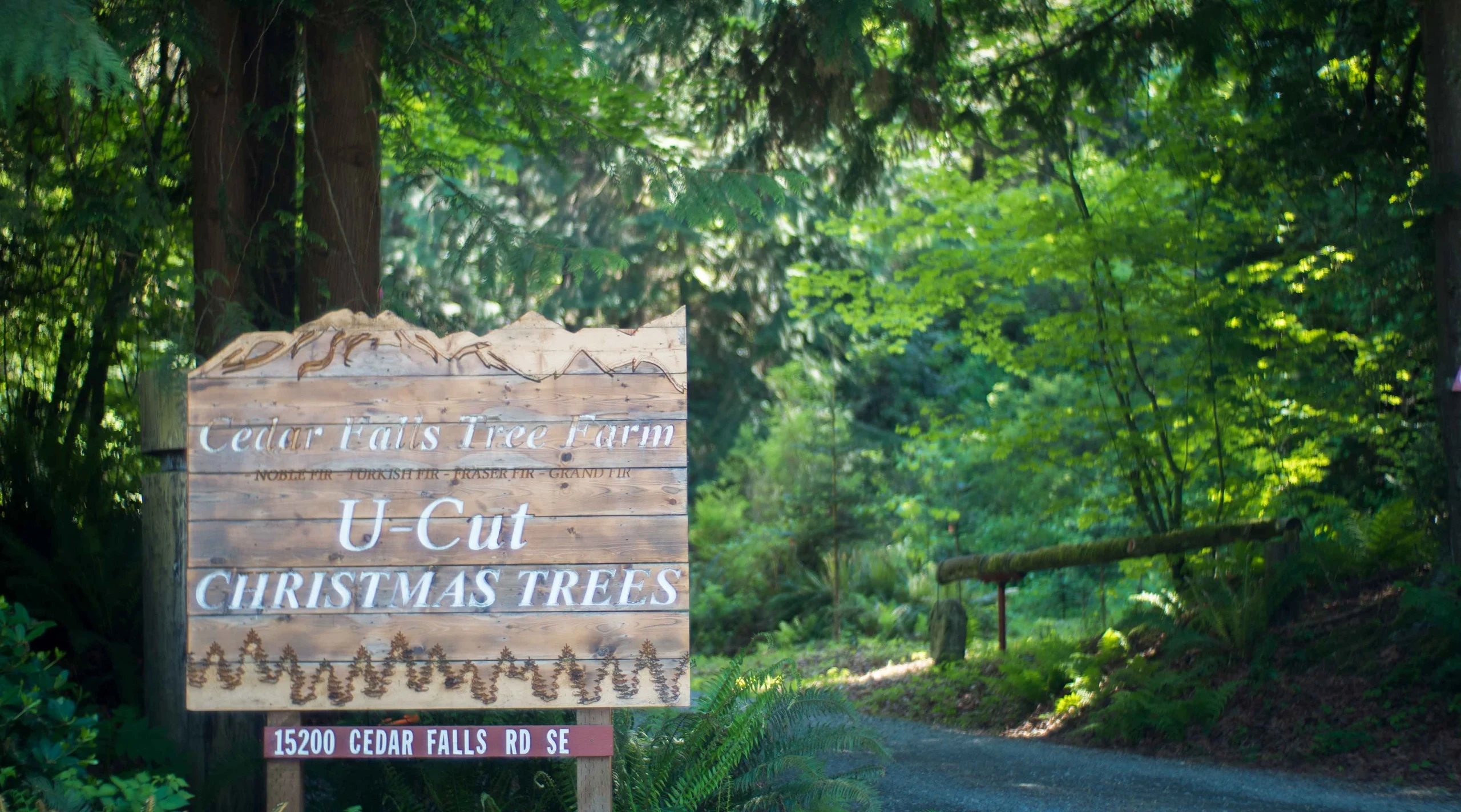 The Cedar Falls Tree Farm sign beside the trees.