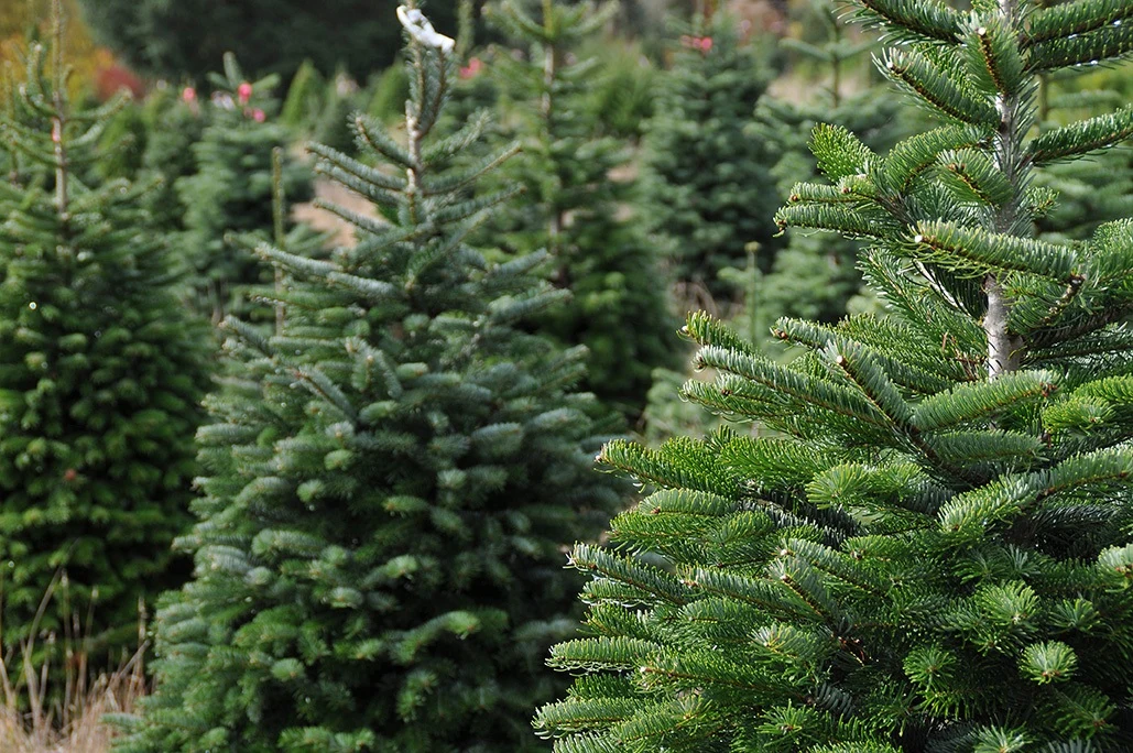 Fir trees in the Cedar Falls farm field.