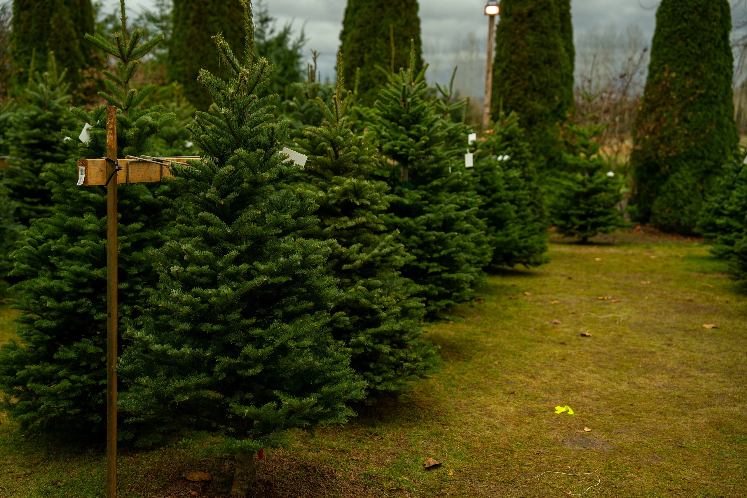 The Christmas tree field at Dairyland.