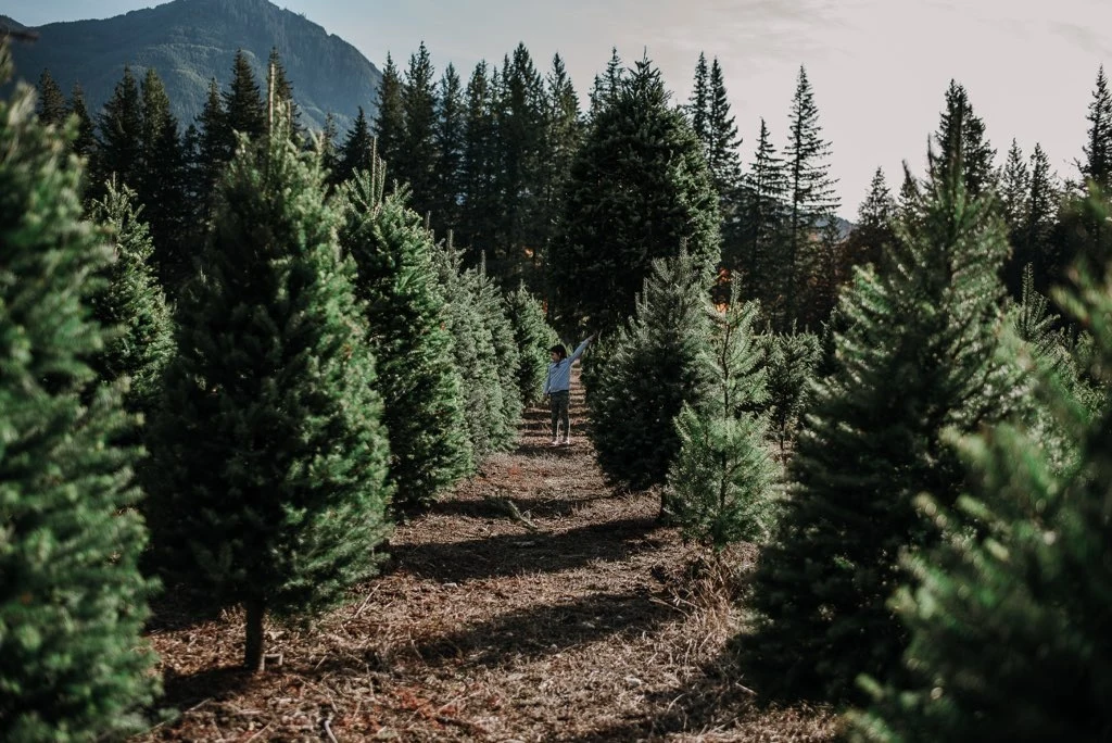 Trees growing in the Christmas Creek farm field.