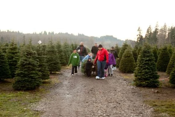 Visitors among the tree rows at Coates Christmas Trees.