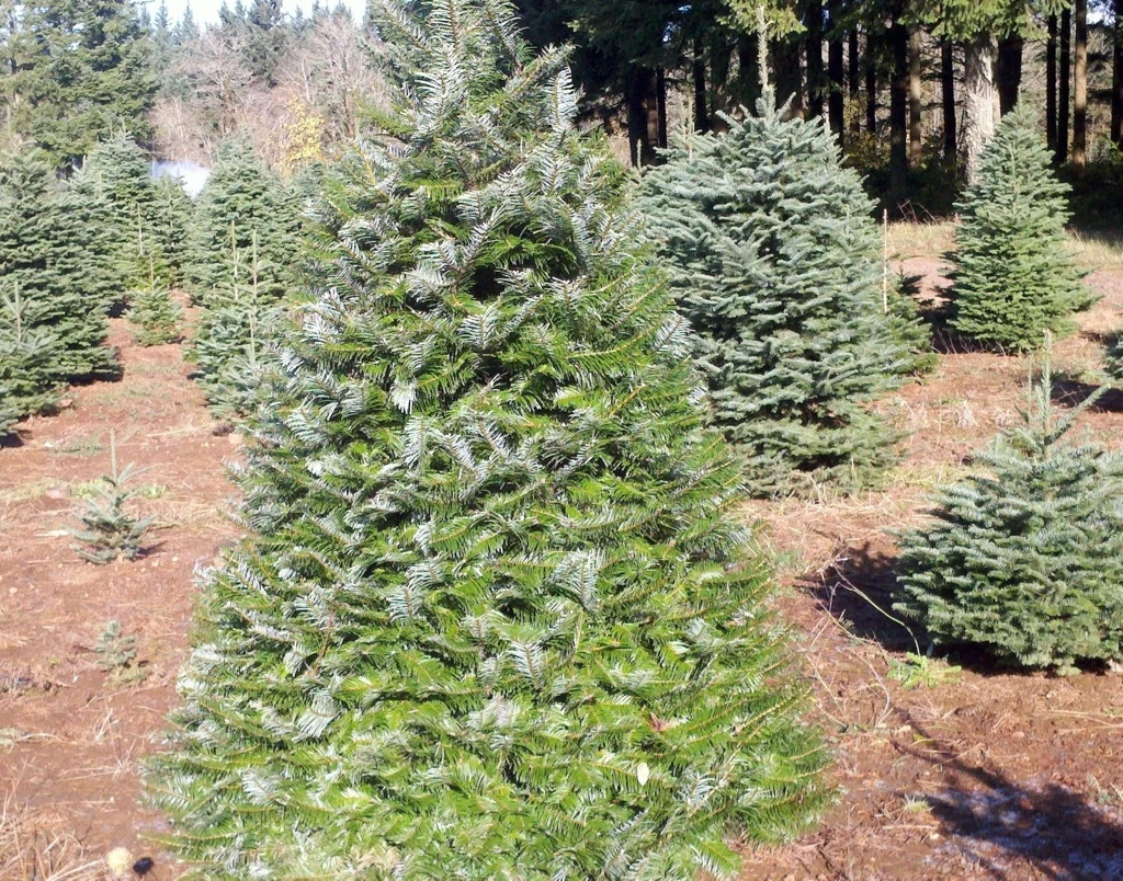 Trees growing in the Farrell Farms field.
