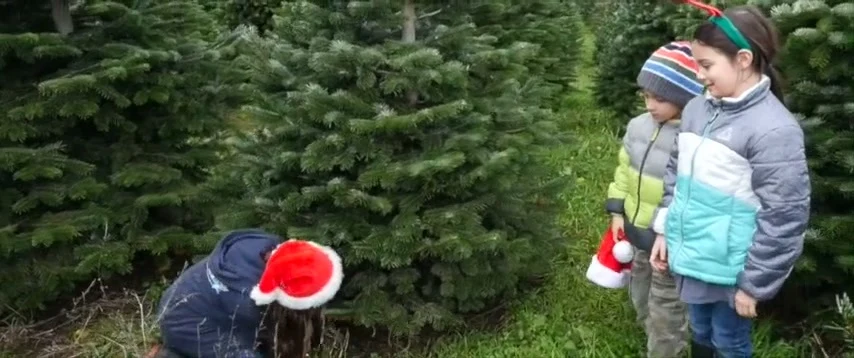 Children beside Christmas trees at Lazy J Tree Farm.