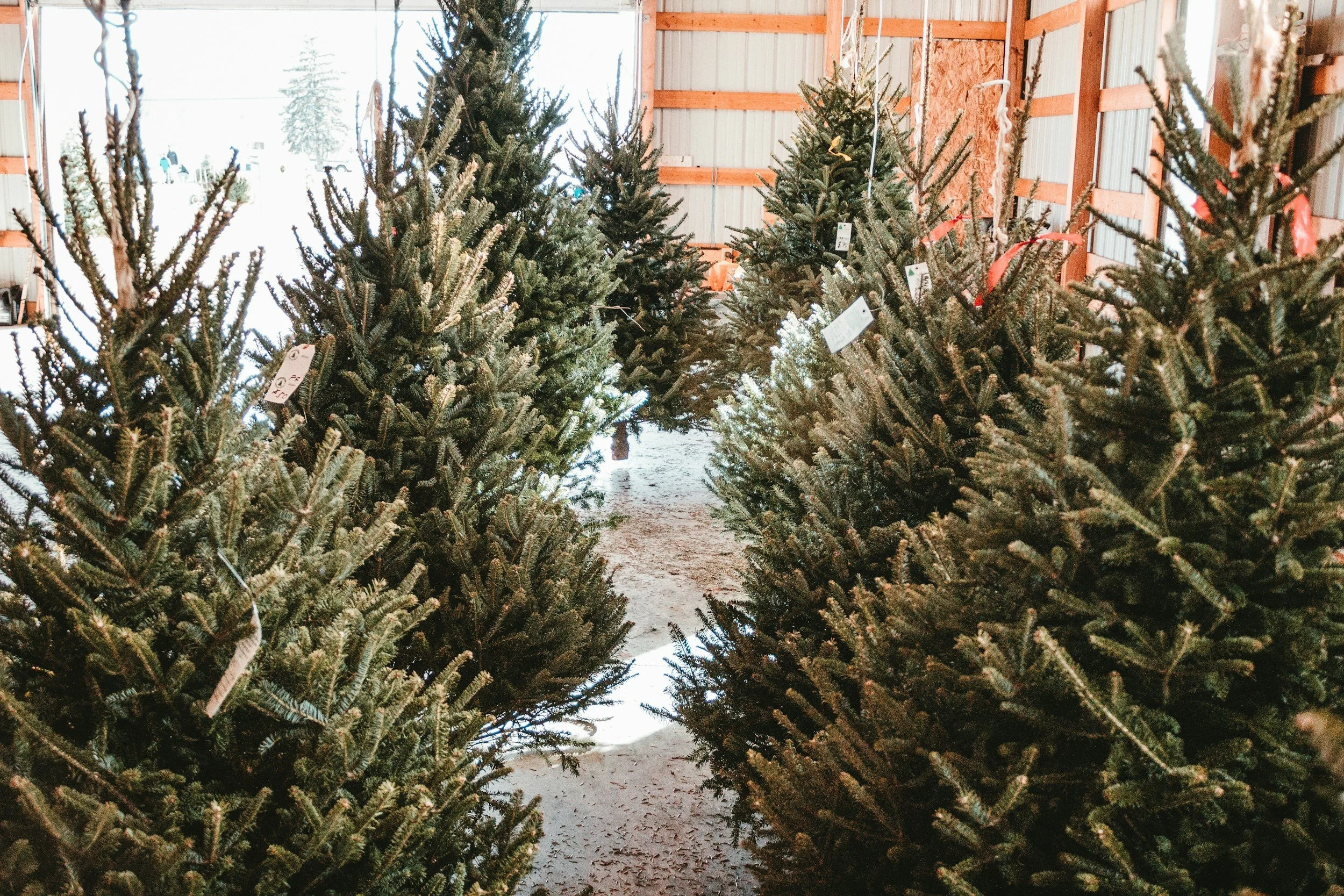Pre-cut trees at Legacy Farm.