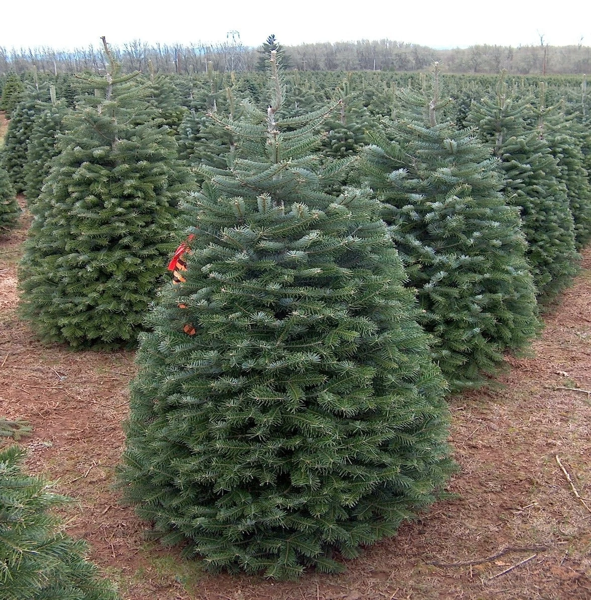 Tagged Christmas trees at Schilter Family Farm.