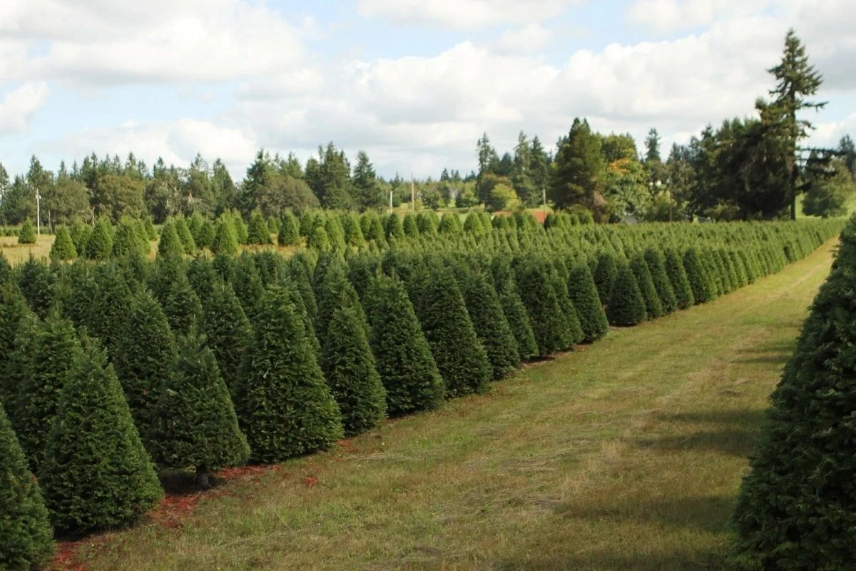 Christmas tree rows at Sprouffske Trees.