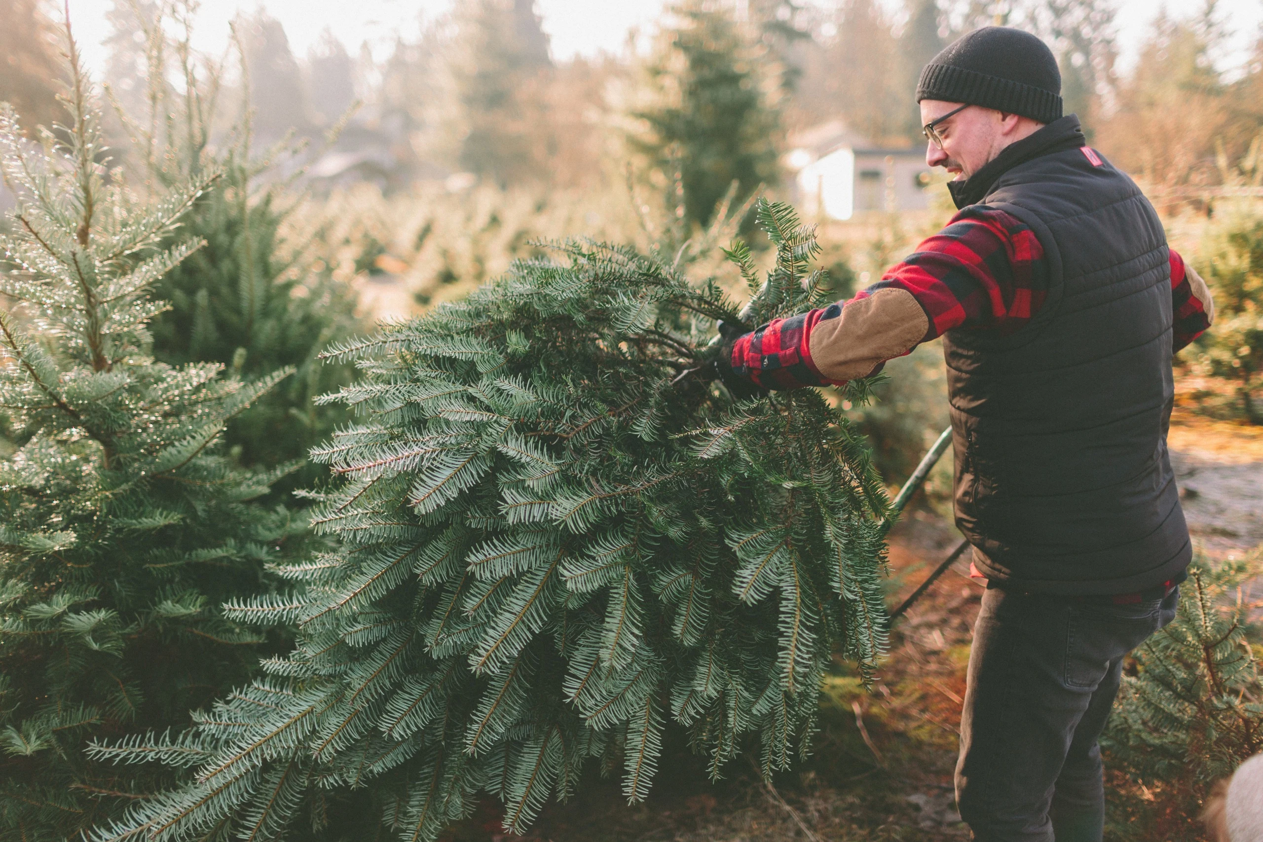 A visitor carrying a tree at Stocker Farms.