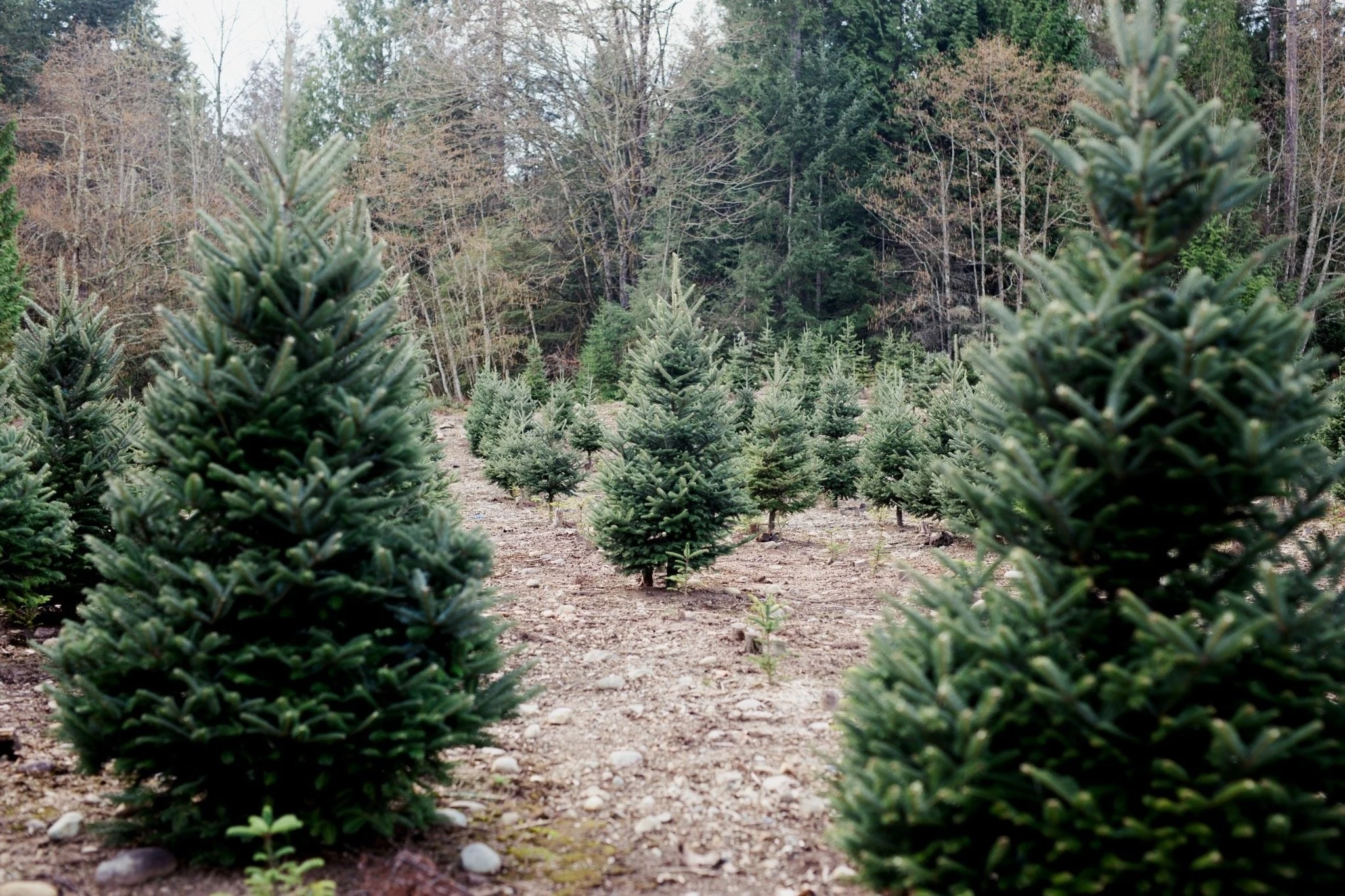 Fir trees growing at Trinity Tree Farm.