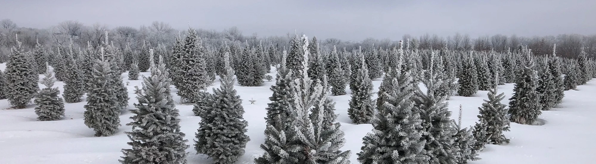 Snow-covered tree rows at Walnut Ridge Farm