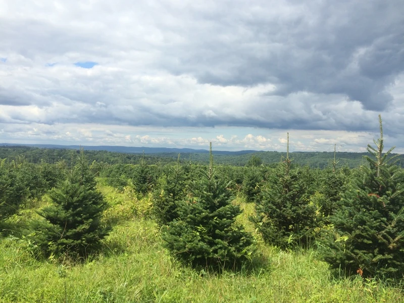 Christmas trees growing on the hillside at Wilkens Fruit & Fir Farm.
