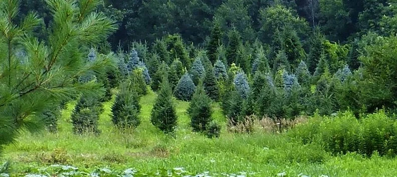Rows of Christmas trees at Wonderland Farm.