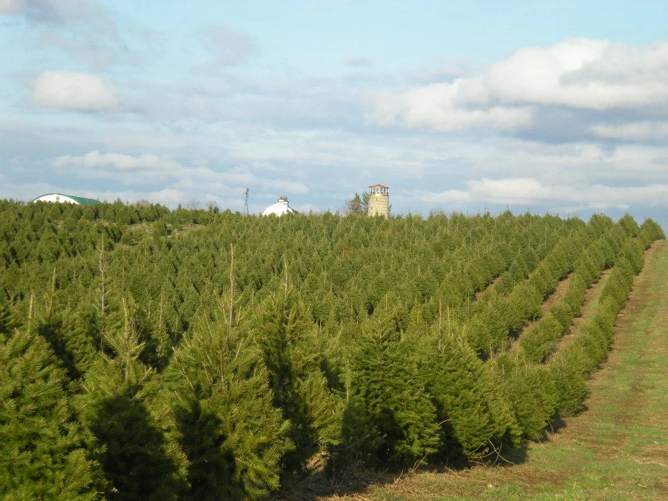 Rows of Christmas trees growing beside the silo at Woody Acres.